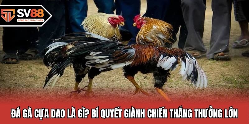 Đá Gà Cựa Dao tại SV88