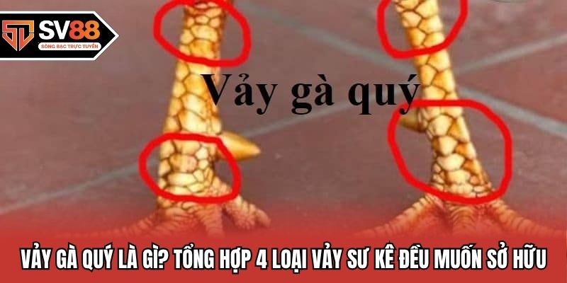 Vảy Gà Quý tại SV88