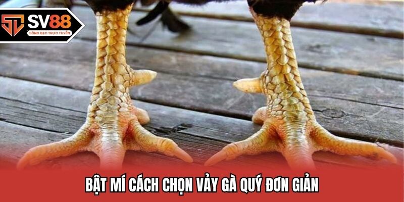 Bật mí cách chọn vảy gà quý đơn giản