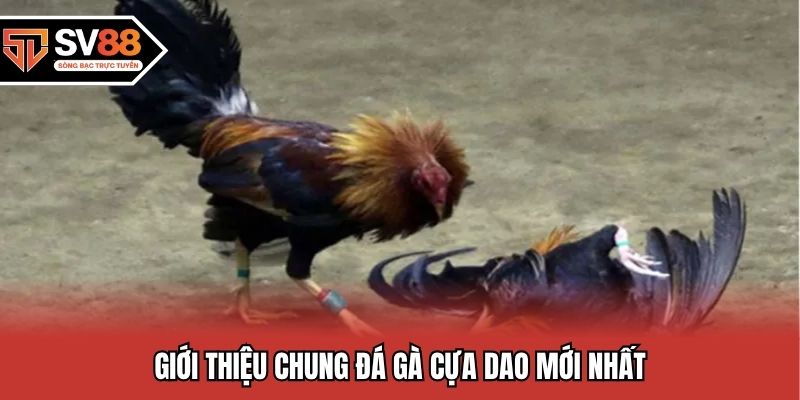 Giới thiệu chung đá gà cựa dao mới nhất