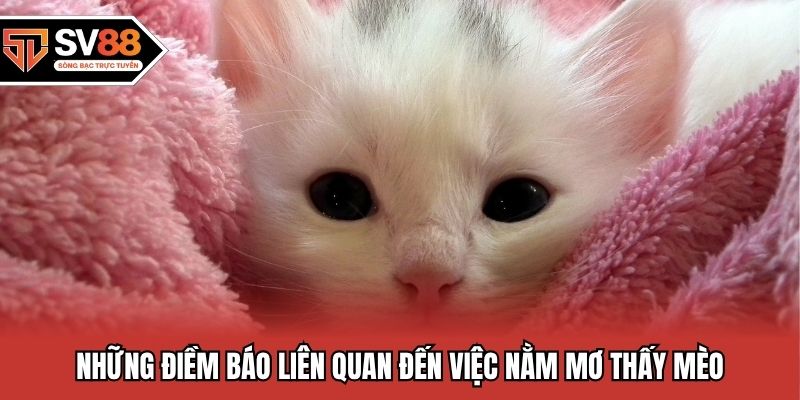 Những điềm báo liên quan đến việc nằm mơ thấy mèo