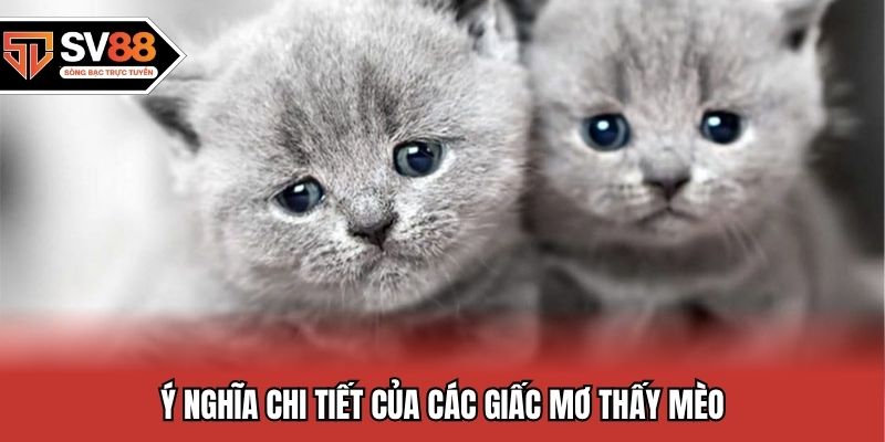 Ý nghĩa chi tiết của các giấc mơ thấy mèo