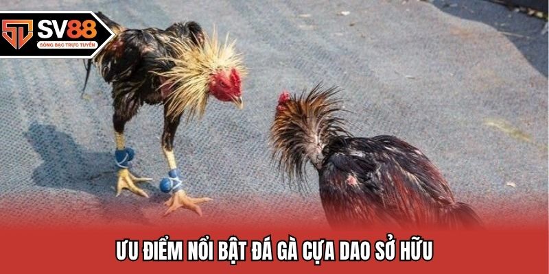 Ưu điểm nổi bật đá gà cựa dao sở hữu